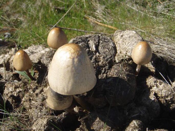 Pilz -Mistshoot